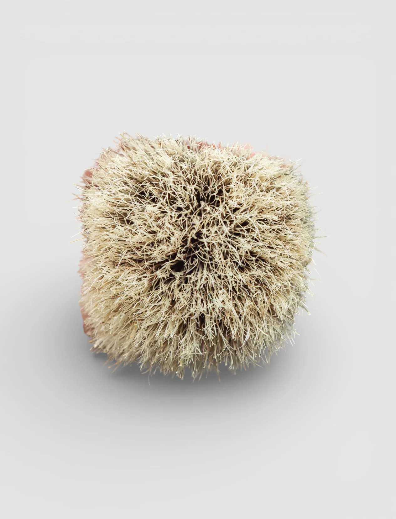 BOAR'S BRISTLE SHAVE BRUSH - Image 3